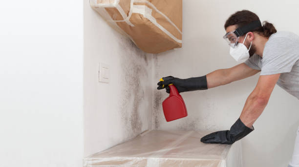 Professional Basement Mold Remediation technician working in Thomasville, GA