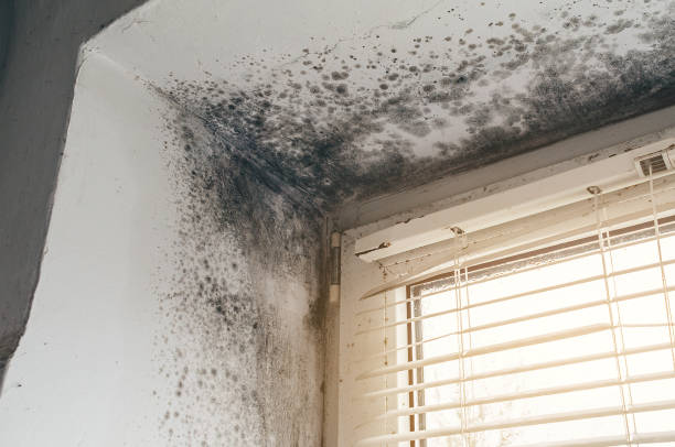 Affordable Basement Mold Remediation solutions in Thomasville, GA