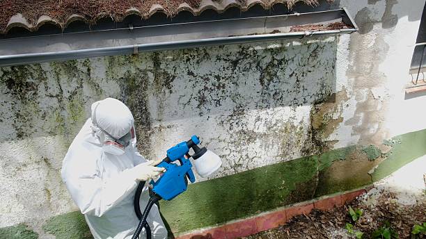 Top rated local Basement Mold Remediation specialists in Thomasville, GA